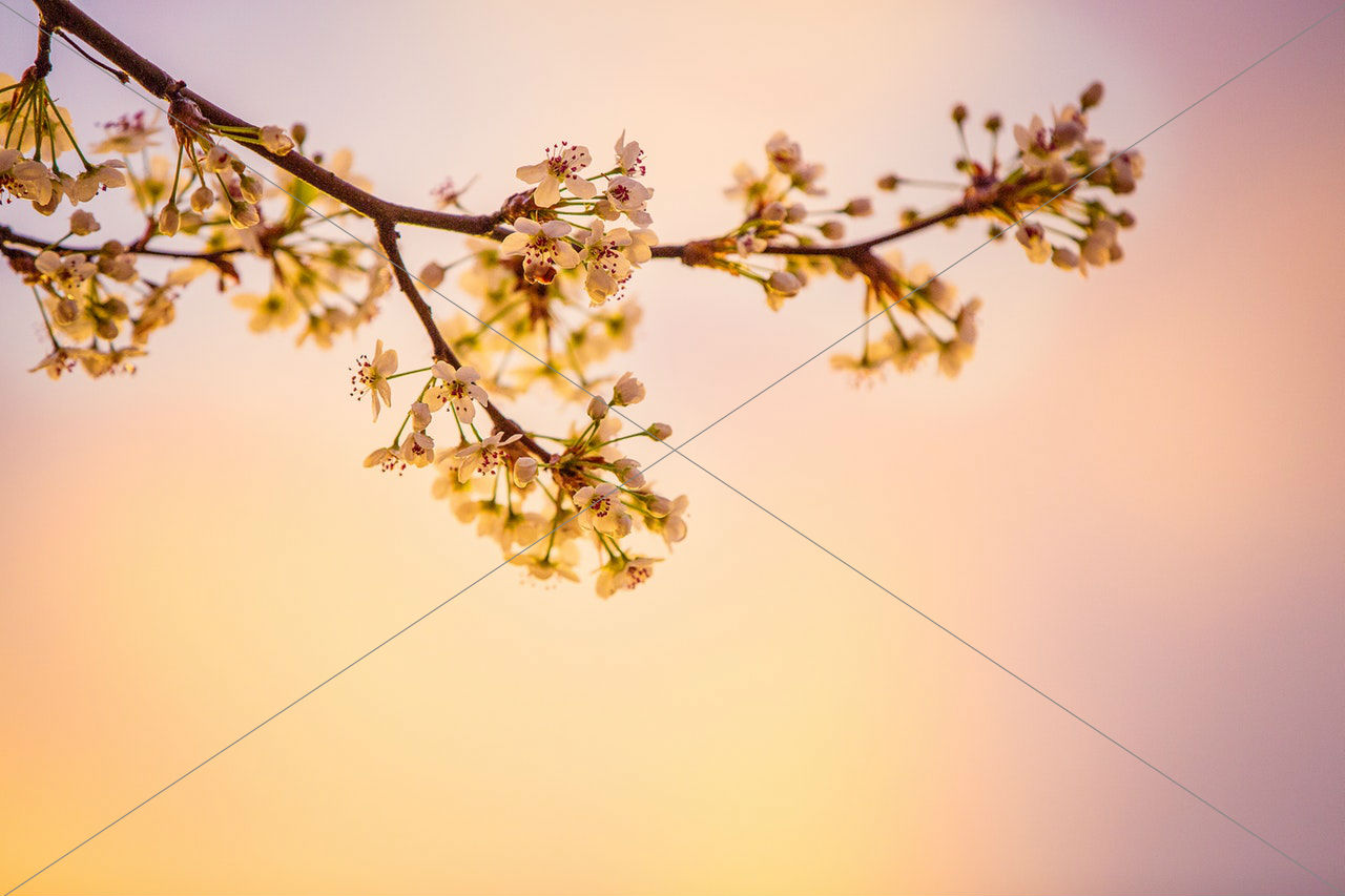 Bloom blooming blossom