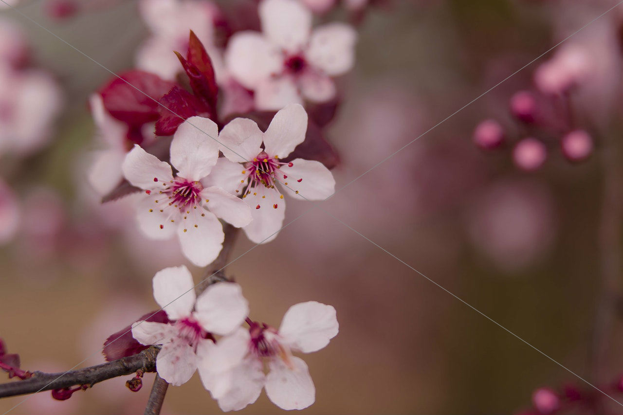 Bloom blossom branch