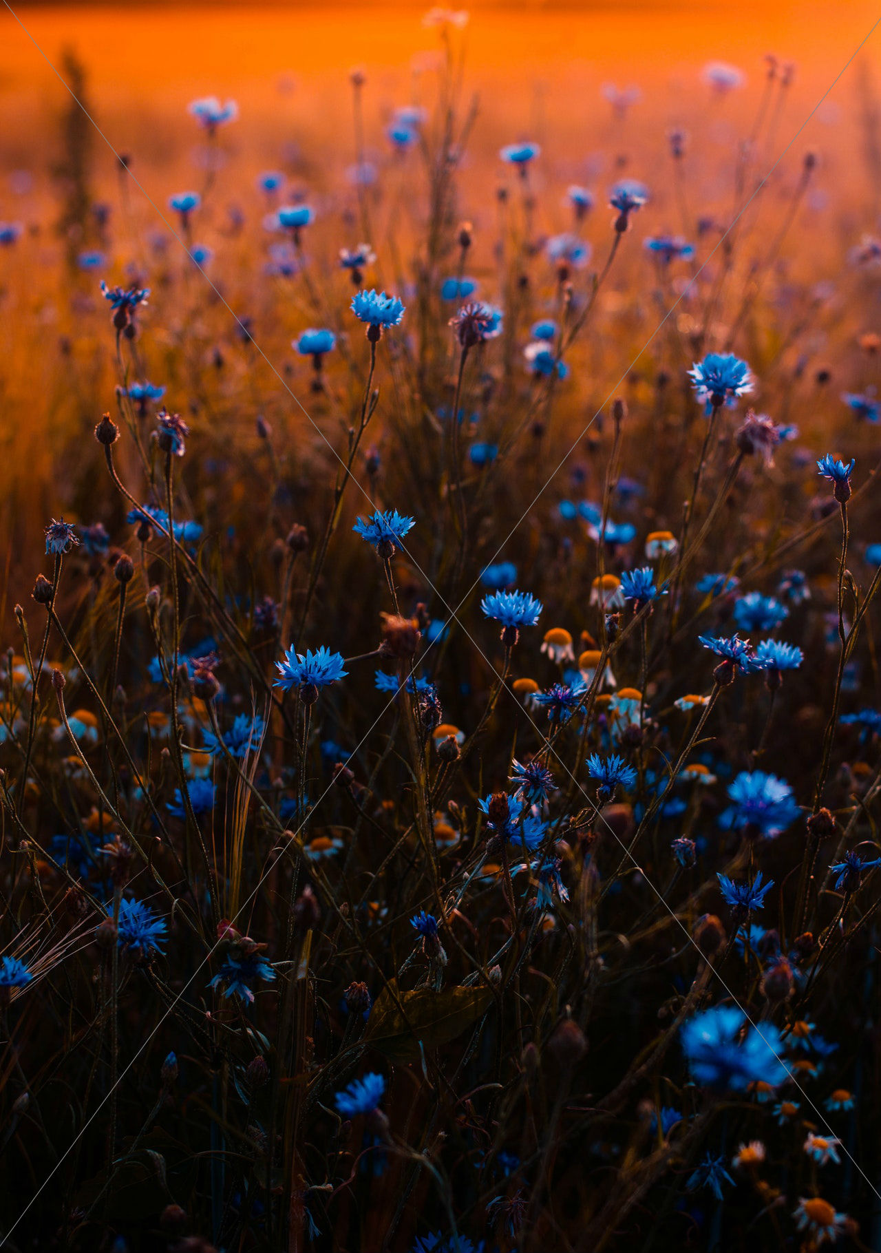 Blue flowers blur buds