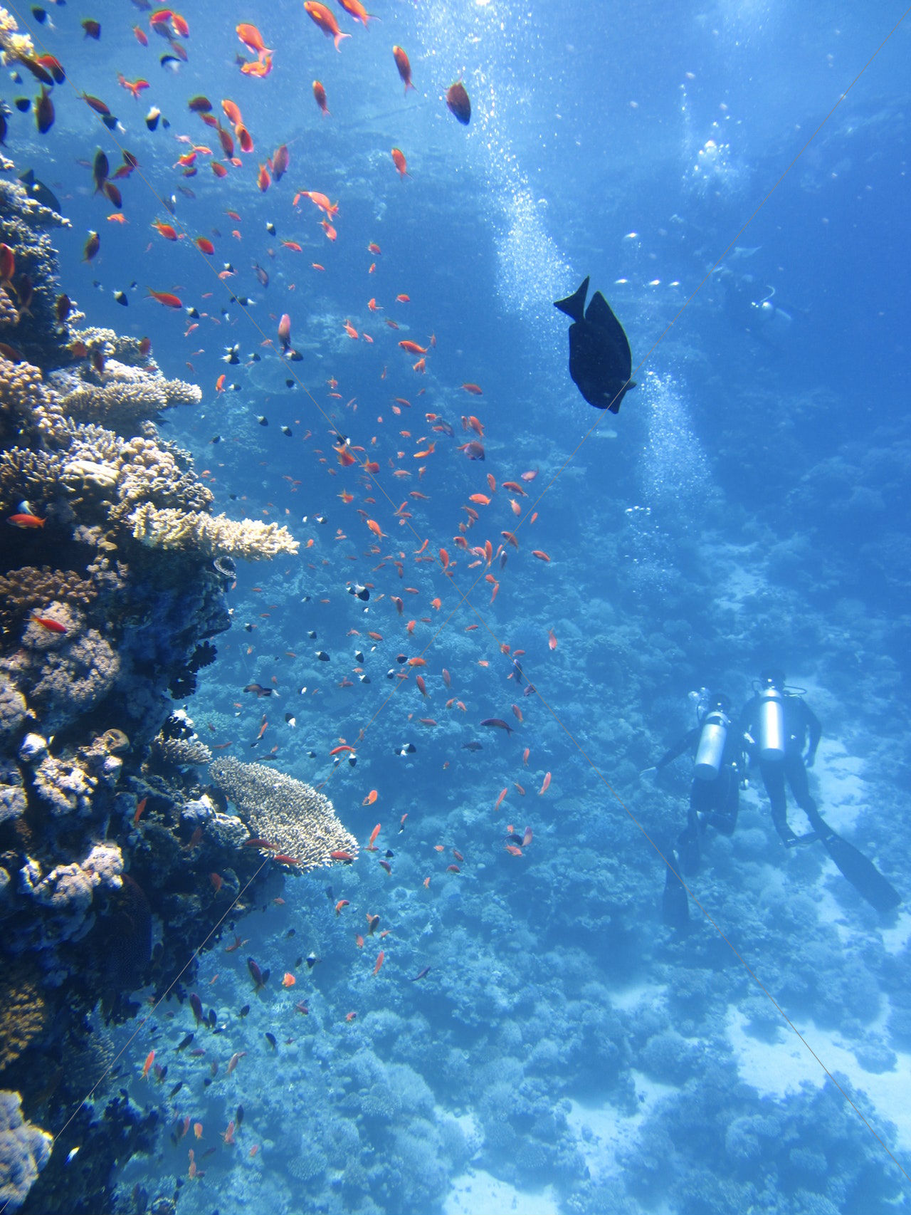 Divers underwater ocean swim