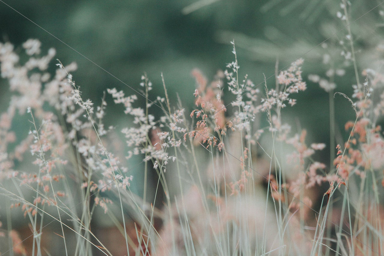 Flora flowers grass
