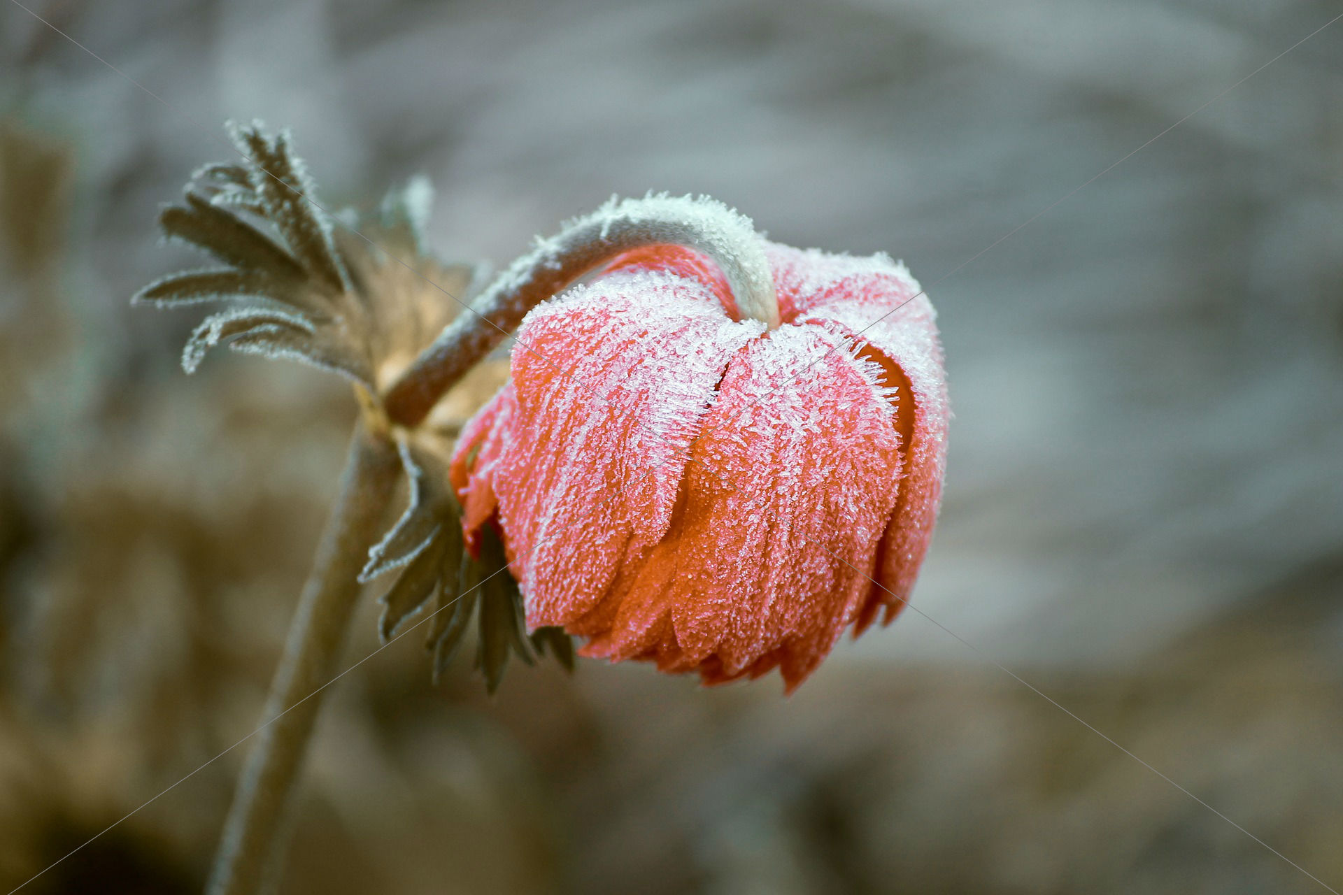 Frozen