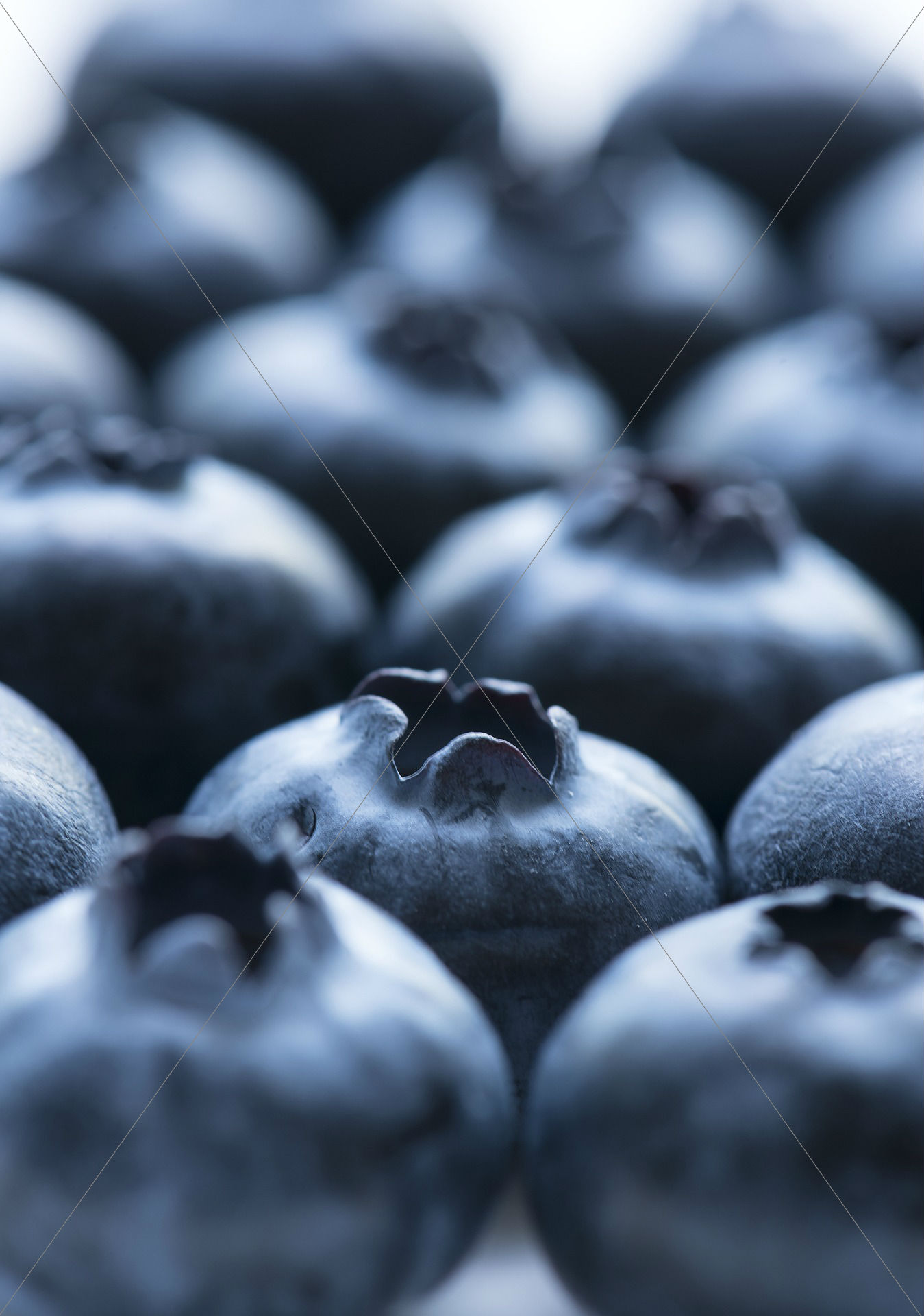 Fruit