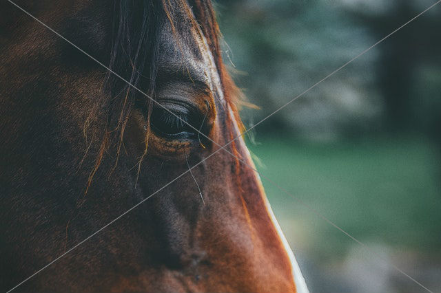 Horse in close up
