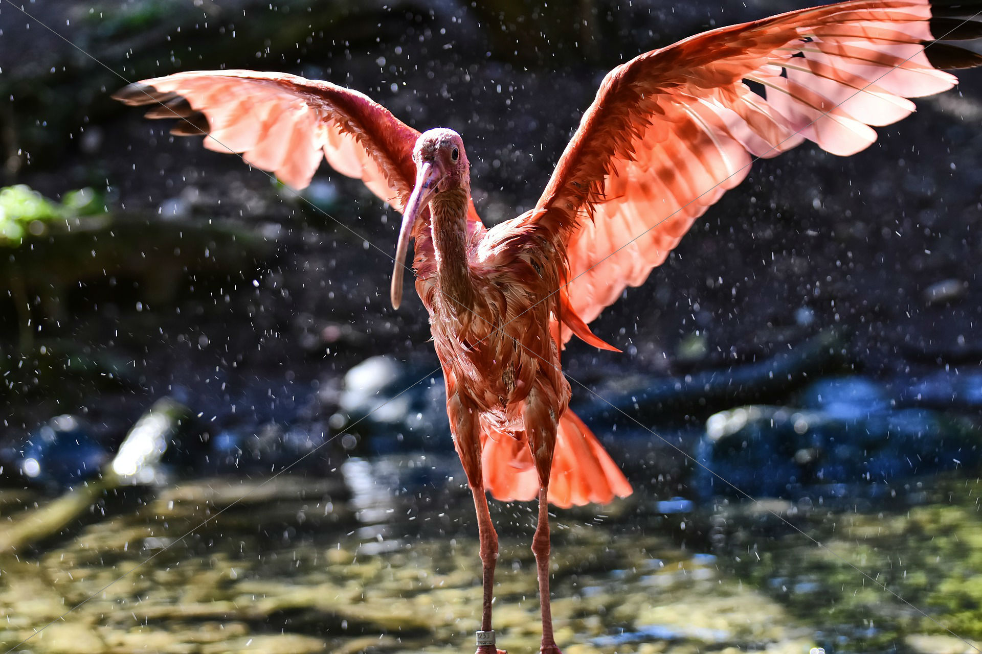 Ibis