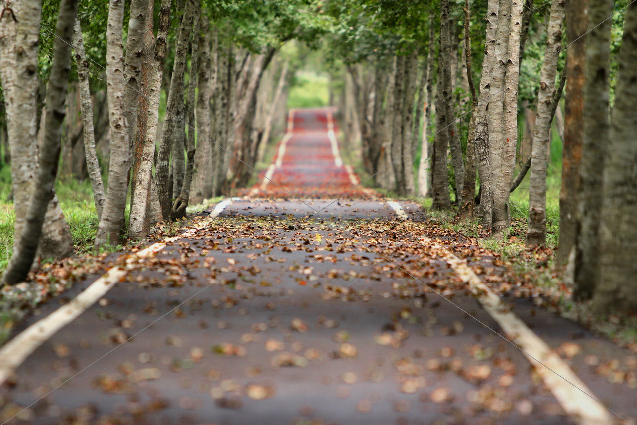 Woodland road falling leaf natural